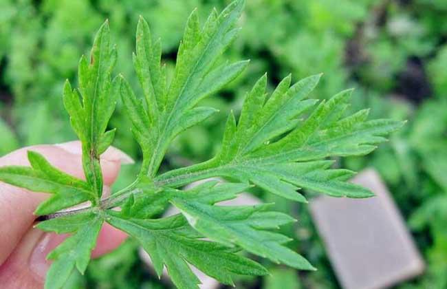 艾葉泡腳的功效與作用：長期用艾葉泡腳，身體會有哪些改變？