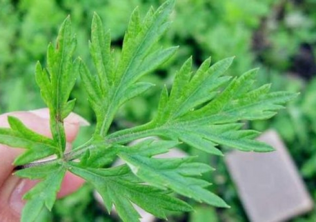 艾葉泡腳的功效與作用-艾葉泡腳和艾灸的作用一樣嗎